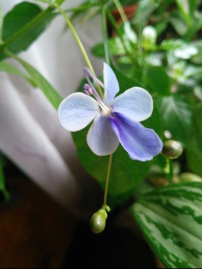 Лот: 11825666. Фото: 1. клеродендрон угандийский (голубые... Горшечные растения и комнатные цветы