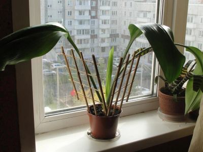 Лот: 3250646. Фото: 1. эухарис. Горшечные растения и комнатные цветы