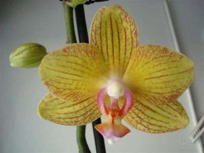 Лот: 1912404. Фото: 1. Орхидея фаленопсис детка. Горшечные растения и комнатные цветы