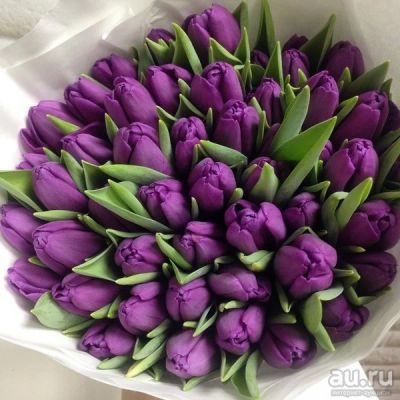 Лот: 13334027. Фото: 1. Фиолетовые Тюльпаны! Букет 49... Свежие цветы