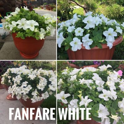 Лот: 17278117. Фото: 1. Петуния Fanfare White. Садовые цветы