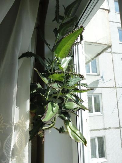 Лот: 4445422. Фото: 1. Отдам ростки Каланхоэ. Горшечные растения и комнатные цветы