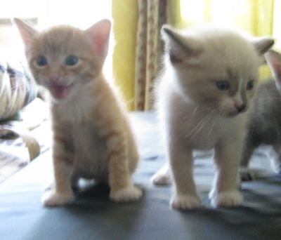 Лот: 14462045. Фото: 1. Умные, ласковые котятки, 1 месяц. Кошки, котята