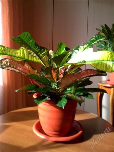 Лот: 2592718. Фото: 1. Кротон Кодиеум Codiaeum. Горшечные растения и комнатные цветы