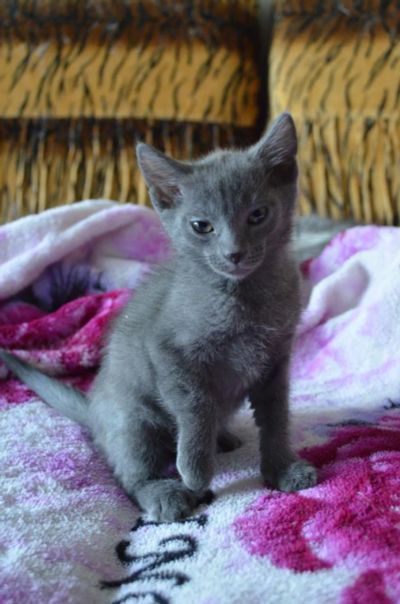 Лот: 4036582. Фото: 1. Отдам котят в хорошие руки. Кошки, котята