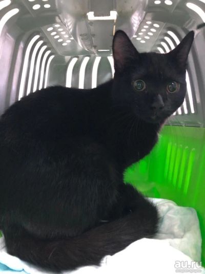 Лот: 13572623. Фото: 1. Потерянный котик ищет дом! + Подарки... Кошки, котята