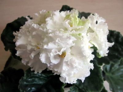 Лот: 4819826. Фото: 1. Фиалка ЕК-Белая Королева-детка... Горшечные растения и комнатные цветы