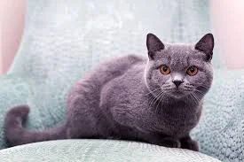 Лот: 7646776. Фото: 1. кошка в хорошие руки. Кошки, котята