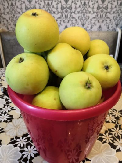 Лот: 14500422. Фото: 1. Яблоки (ведро 3 литра). Овощи, фрукты, зелень