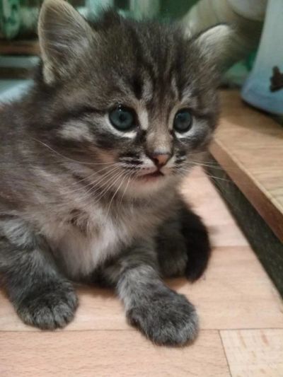Лот: 11036909. Фото: 1. Маленькая кошечка ищет хозяев. Кошки, котята