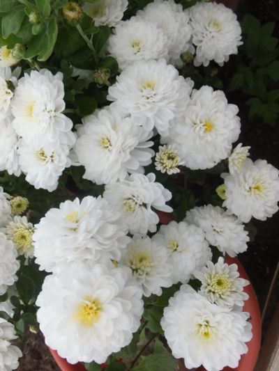 Лот: 7259037. Фото: 1. Хризантема "Branbeach White... Садовые цветы