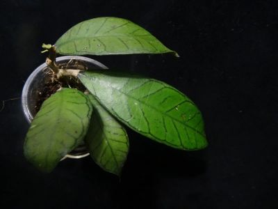 Лот: 16410099. Фото: 1. Хойя-Hoya Gunung Gading Borneo. Горшечные растения и комнатные цветы