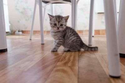 Лот: 9560277. Фото: 1. Британские Котята. Кошки, котята