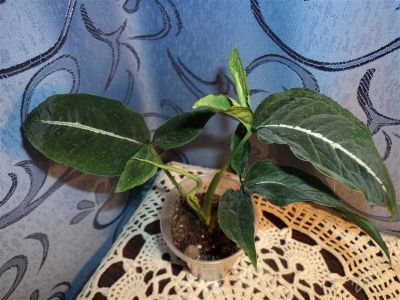 Лот: 1572740. Фото: 1. Сингониум Вендланда /Syngonium... Горшечные растения и комнатные цветы