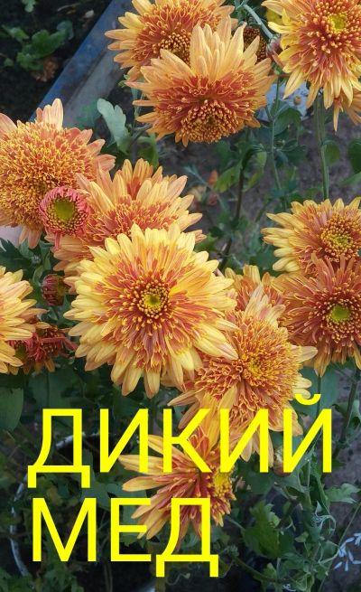 Лот: 13271741. Фото: 1. Корейская хризантема Дикий мед... Садовые цветы