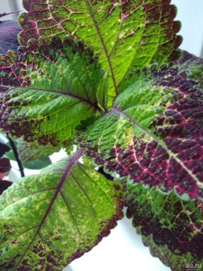Лот: 14477046. Фото: 1. Колеус 'Solar Shadow' (черенок... Садовые цветы