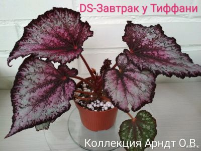 Лот: 12245869. Фото: 1. Бегония DS-Завтрак у Тиффани... Горшечные растения и комнатные цветы