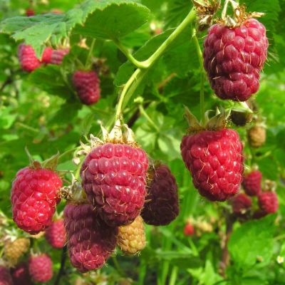 Лот: 7868022. Фото: 1. малина. Ягоды, орехи