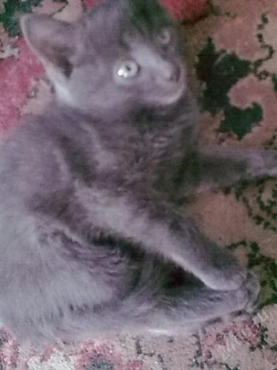Лот: 1534764. Фото: 1. Отдам котенка "Девочка". Кошки, котята