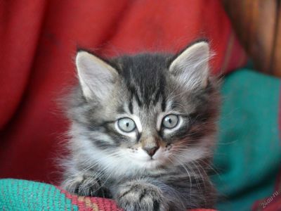 Лот: 2960824. Фото: 1. Котята (девочка). Доставка!. Кошки, котята