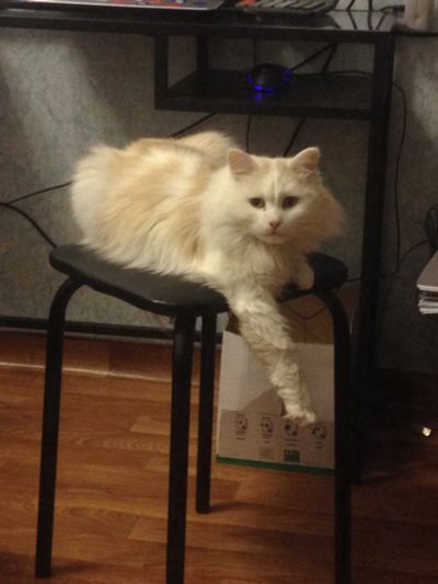 Лот: 11748294. Фото: 1. Кот Аслан. Кошки, котята