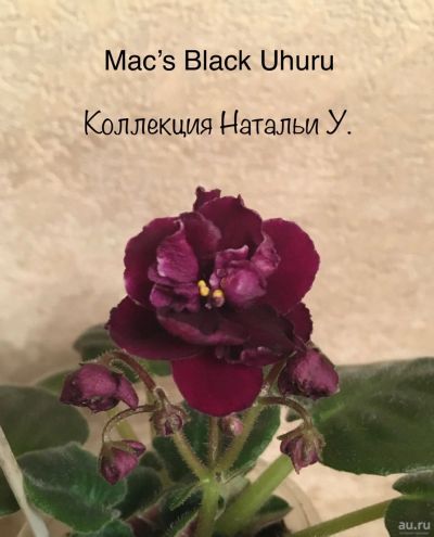 Лот: 15395737. Фото: 1. Фиалка полумини- Mac’s Black Uhuru... Горшечные растения и комнатные цветы