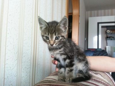 Лот: 5586507. Фото: 1. Красивая кошенька ищет любящего... Кошки, котята