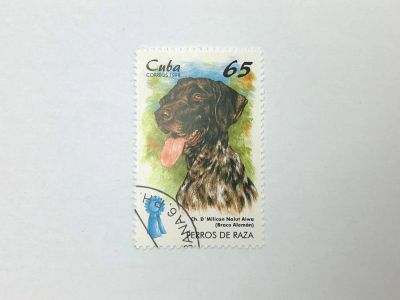 Лот: 23314315. Фото: 1. Собаки. Курцхаар. Немецкая короткошёрстная... Марки