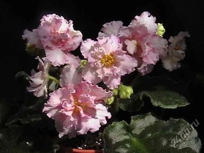 Лот: 10438020. Фото: 1. Сортовая фиалка Sunkissed Rose... Горшечные растения и комнатные цветы