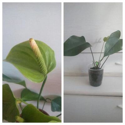 Лот: 9190403. Фото: 1. Антуриум Нано Грин кустик №4. Горшечные растения и комнатные цветы