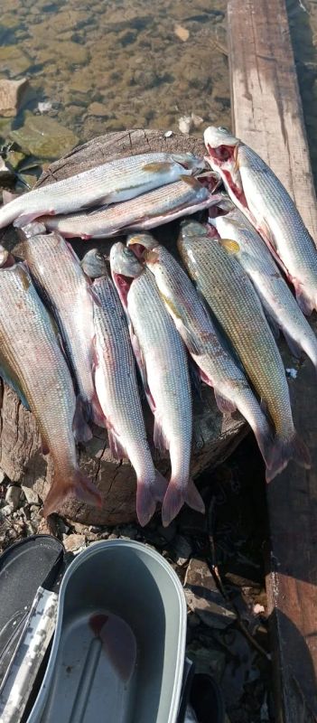 Лот: 23457072. Фото: 1. Хариус ангарский. Икра, рыба, морепродукты