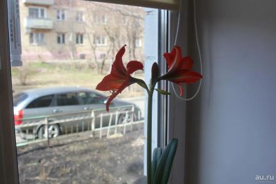Лот: 12207496. Фото: 1. Гиппеаструм 2. Горшечные растения и комнатные цветы