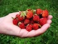 Лот: 5794936. Фото: 1. Лесная клубника .Принимаем заказы. Ягоды, орехи