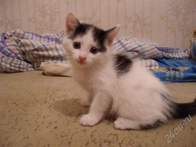 Лот: 421913. Фото: 1. подарю котяток ;-)). Остальные животные
