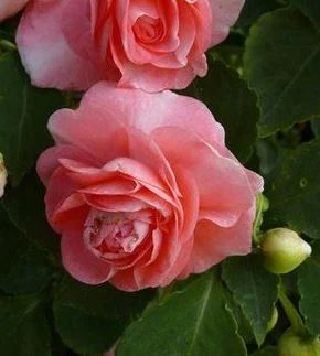 Лот: 18950994. Фото: 1. Бальзамин Pink Ruffles. Горшечные растения и комнатные цветы