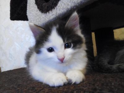 Лот: 7647483. Фото: 1. Котята. Кошки, котята