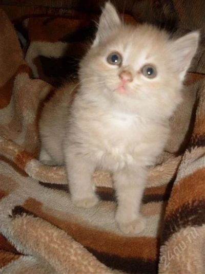 Лот: 1369768. Фото: 1. Пушистый рыжий кот! Даром! Приучен... Кошки, котята