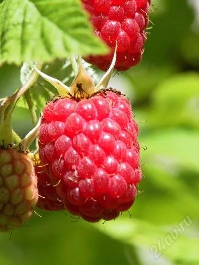 Лот: 951729. Фото: 1. Саженцы малины разных сортов... Другое (семена, рассада, садовые растения)