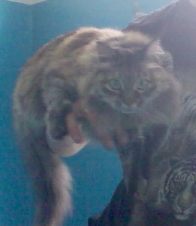 Лот: 6362173. Фото: 1. Кошка (мать Балинезийской породы... Кошки, котята
