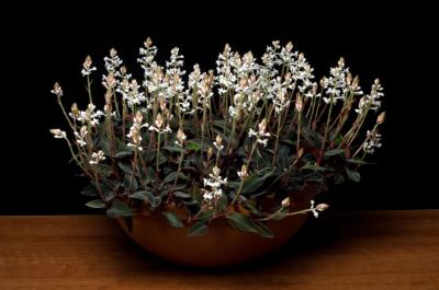 Лот: 9640584. Фото: 1. Орхидея Лудизия дисколор (ludisia... Горшечные растения и комнатные цветы