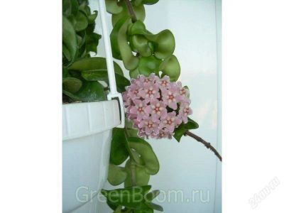 Лот: 2678172. Фото: 1. Хойя "Компакта". Горшечные растения и комнатные цветы