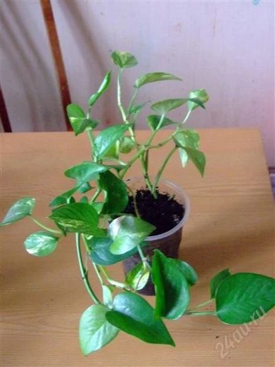 Лот: 1074909. Фото: 1. Сциндапсус. Горшечные растения и комнатные цветы