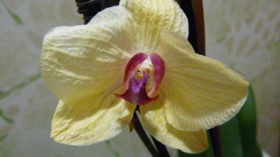 Лот: 4064029. Фото: 1. орхидея фаленопсис отцветает 3. Горшечные растения и комнатные цветы