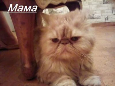 Лот: 10478720. Фото: 1. Персидские котята 2. Кошки, котята