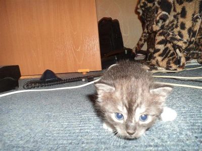 Лот: 2009179. Фото: 1. котята. Кошки, котята