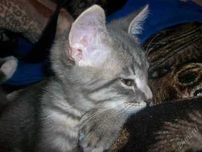 Лот: 2248319. Фото: 1. Полубританец). Кошки, котята