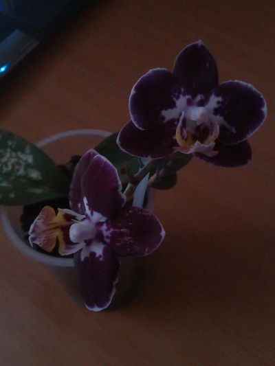 Лот: 6927325. Фото: 1. орхидея фаленопсис мини. Горшечные растения и комнатные цветы