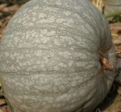 Лот: 9272046. Фото: 1. Тыква Лечебная (семена, белый... Овощи