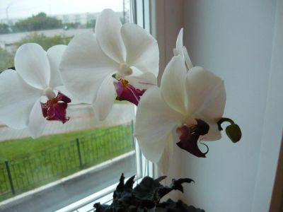 Лот: 4606110. Фото: 1. орхидея фелинопсис в горшке. Горшечные растения и комнатные цветы