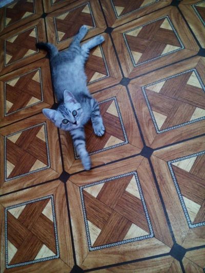 Лот: 9759163. Фото: 1. Остался прямоухий мальчик) Хороший... Кошки, котята